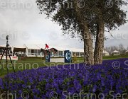 De Simone Teddy TosTour 2013- S4 7307 : Arezzo Equestrian Centre, De Simone Rossella, Teddy, Toscana Tour 2013, foto di Stefano Secchi ©